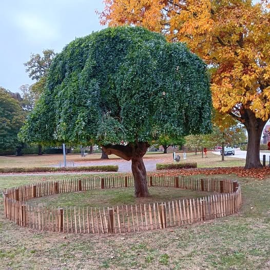 Oproep: Help jij mee om onze markante bomen letterlijk op de kaart te zetten?